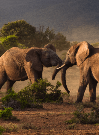 Classic Tanzania Safari